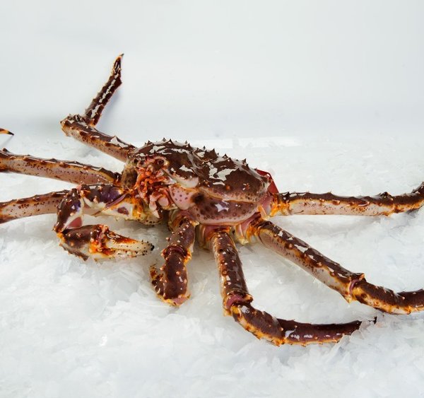 King Crab / Königskrabbe, lebend, ca 3,75 kg