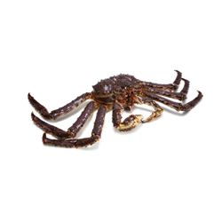King Crab / Königskrabbe, lebend, ca 3,75 kg