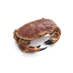 Taschenkrebse / crab lebend ca 4-700 Gr.